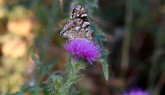Colorful butterfly sits on a purple thistle on the field