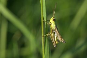 grasshopper on a stalk of grass
