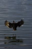 landing duck on the lake