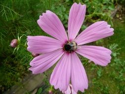 wasp on a pink flower in the garden close-up on blurred background