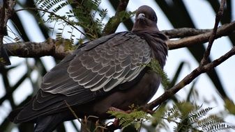 grey bird on the branch of the tree