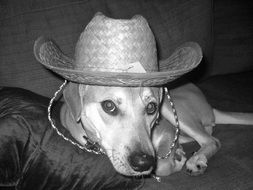 black and white photo of a dog in a hat