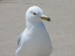 white seagull on a beach in Canada
