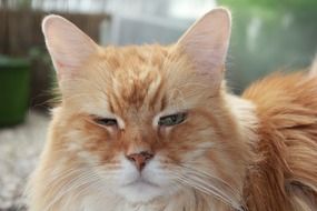 Red tabby domestic cat