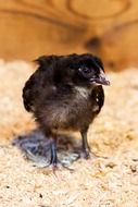 extraordinarily beautiful Baby Bird