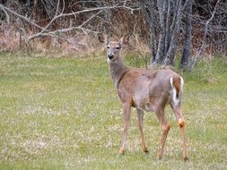 white-tailed Deer Animal outdoors