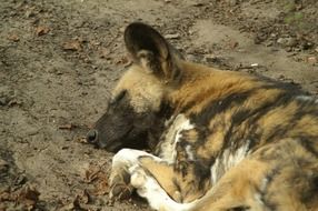 Wild dog is sleeping in Africa