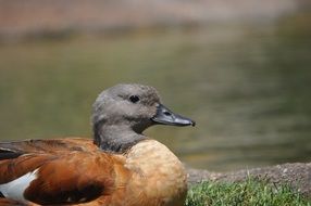 lonely brown duck is resting on the shore