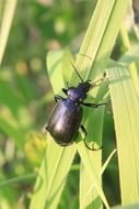 big black beetle on the green grass blade
