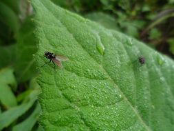 flies sit on a green leaf of a plant