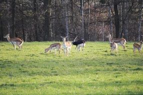 Wild herd of kudu antelopes in habitat