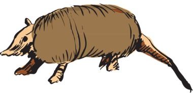 Armadillo Brown Animal vector drawing