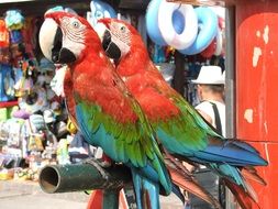 exotic parrots