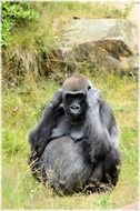 black gorilla in a zoo in Amsterdam