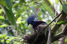 Bird with Blue Gorgeous Plumage in Nest