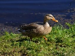 astounding Lake Bird