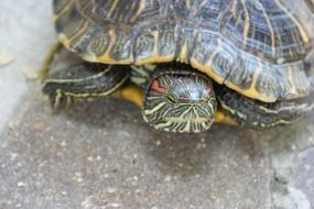 Closeup photo of green Turtle