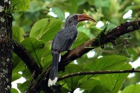 malabar gray hornbill on a tree