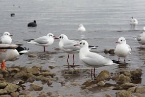 Gulls staying among stones in water