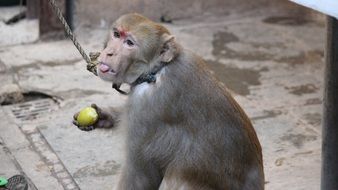 eating macaque