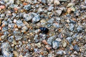 black beetle among gravel close-up