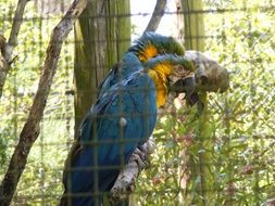 two Encaged ara Parrots