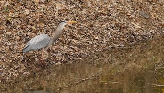 hunting great blue heron