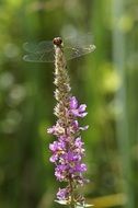 filigreed red dragonfly in wetland