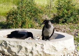 black crows on the pebbles