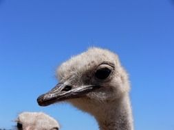 head of an ostrich against a clear sky