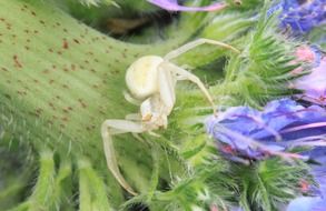 close-up of white spider on a blue flower