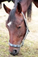 Portrait of horse on a pasture