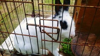 white rabbit in a cage