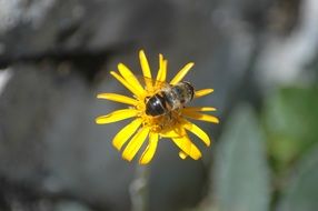 furry Bee on yellow Flower macro
