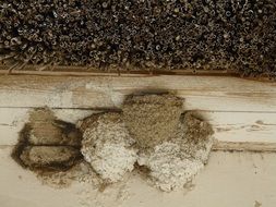 swallow's nest by the roof of the house