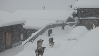 cows walking by snowy path along wooden buildings, switzerland, Blast Safien Valley