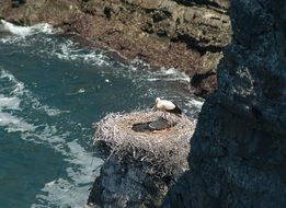 Stork Nest on sea rocks