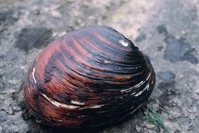 Wild mussel