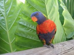 exotic parrot with a blue head on a log