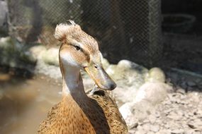 Poultry duck in an aviary near the pond