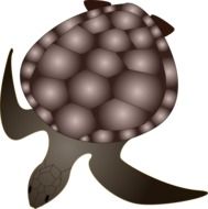 sea Turtle, illustration