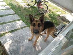 German Shepherd Dog near the door