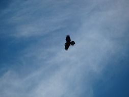 black raven in flight