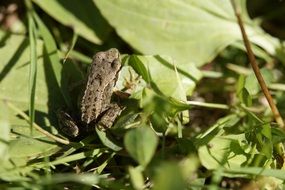 frog on green leaves