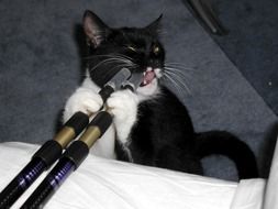 black and white cat chews on a stick