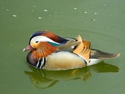 Mandarin Duck at the Zoo Pond
