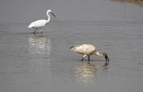 two white ibis in a lake in Karnataka