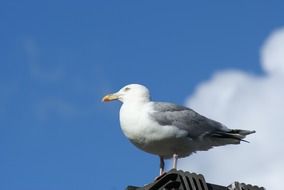 seagull on the top of the cliff