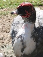 Duck is sunbathing