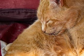 sleeping orange cat close up